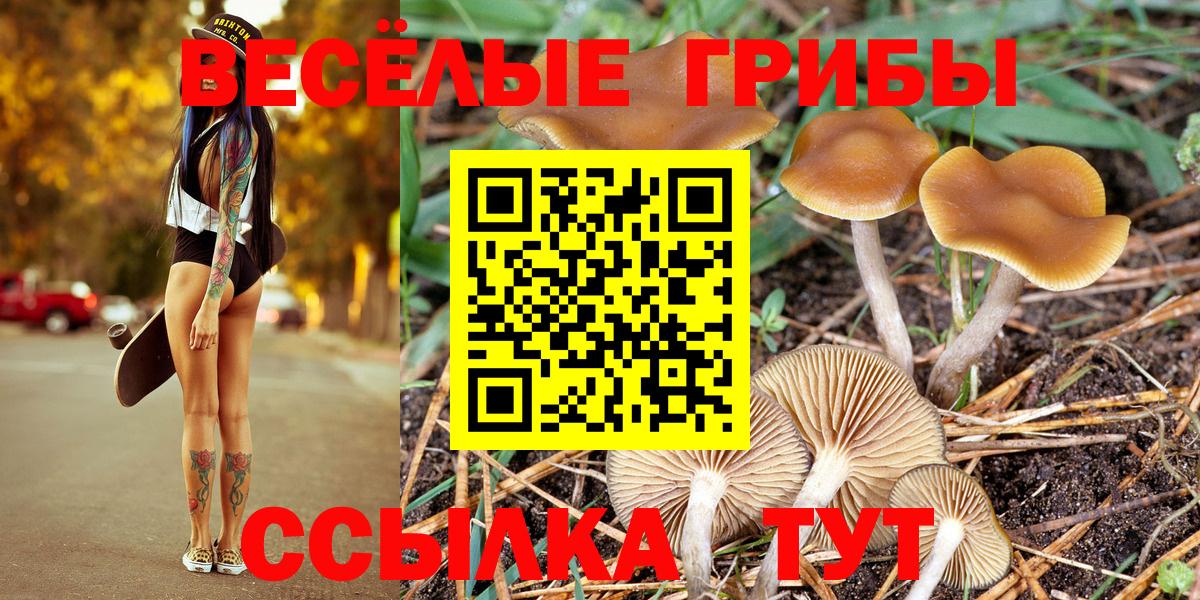 Псилоцибиновые грибы Psilocybe  Вход с VPN  Южноуральск 